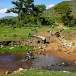 mountain bikes