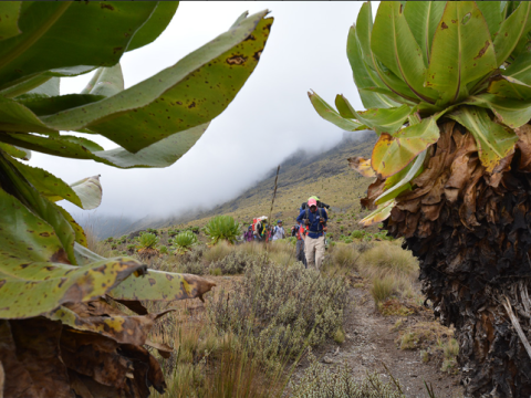 Mt kenya