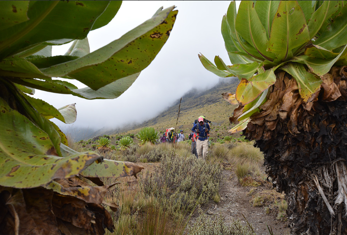Mt kenya